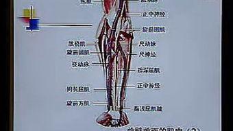 解剖学教学视频