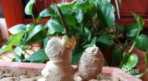 怎样种生姜视频,从播种到收获的实用教程